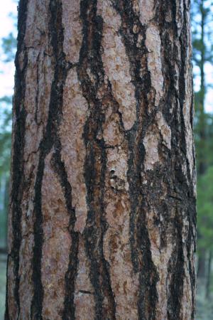 Pine Bark May Reduce Jetlag, Says Study